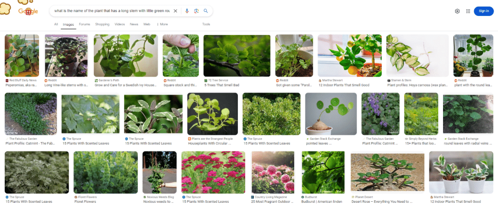 Screenshot of google search results for "what is the name of the plant that has a long stem with little green round leaves that smells nice"